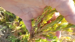 Suaeda australis