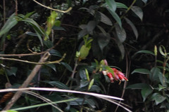 Cavendishia bracteata