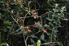 Cavendishia bracteata