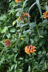 Bomarea multiflora