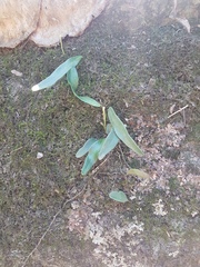 Pyrrosia