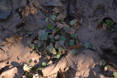 Dichondra carolinensis
