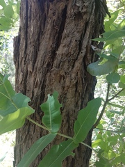 Angophora subvelutina