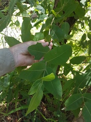 Angophora subvelutina