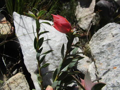 Liparia splendens comantha