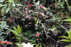 Cavendishia bracteata