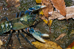 Euastacus sulcatus
