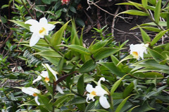 Sobralia virginalis