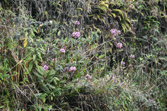 Epidendrum secundum
