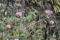 Epidendrum secundum
