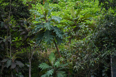 Bocconia frutescens
