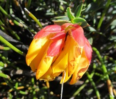 Liparia splendens comantha