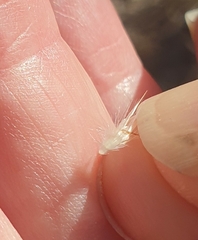 Rytidosperma caespitosum