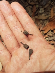 Corymbia trachyphloia