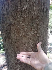 Corymbia trachyphloia