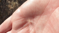 Rytidosperma caespitosum