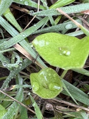 Claytonia perfoliata
