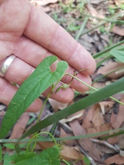 Aristolochia meridionalis