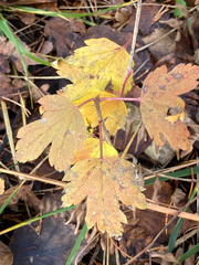 Ribes oxyacanthoides