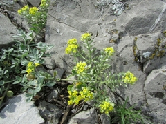 Odontarrhena obovata