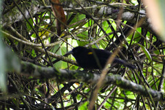 Cacicus chrysonotus