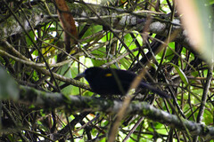 Cacicus chrysonotus