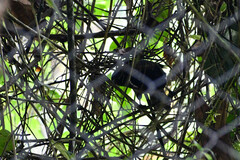 Cacicus chrysonotus
