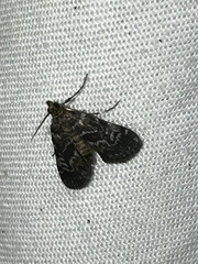Elophila obliteralis
