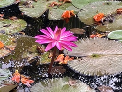 Nymphaea rubra