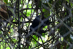 Cacicus chrysonotus