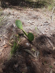 Opuntia stricta