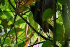 Cacicus chrysonotus
