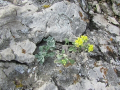 Odontarrhena obovata