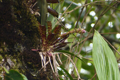 Tillandsia biflora