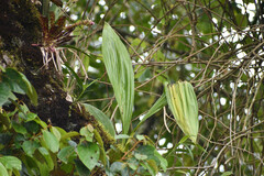 Maxillariinae