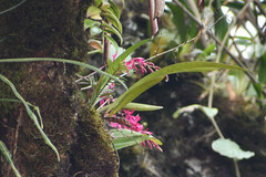 Oncidium vulcanicum