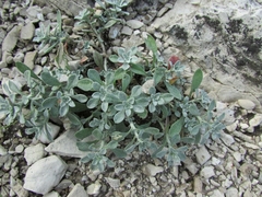 Odontarrhena obovata