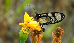 Methona themisto
