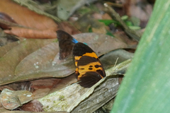 Heliconius numata bicoloratus