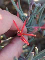 Psittacanthus sonorae