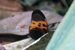 Heliconius numata bicoloratus