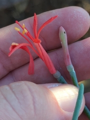 Psittacanthus sonorae