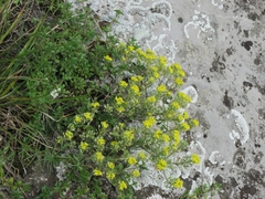 Odontarrhena obovata