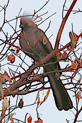 Corythaixoides concolor bechuanae