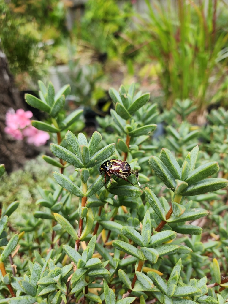 Fiddler Beetle from Parkdale VIC 3195, Australia on January 12, 2023 at ...