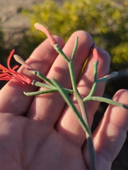 Psittacanthus sonorae