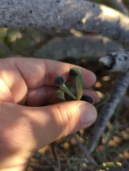 Psittacanthus sonorae