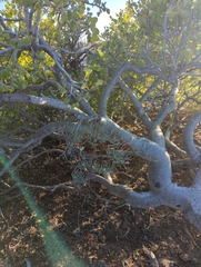 Psittacanthus sonorae