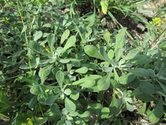 Odontarrhena obovata