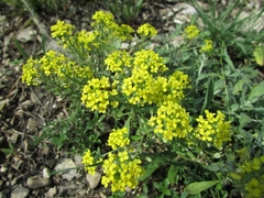 Odontarrhena obovata